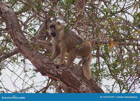 A Monkey is Climbing on a Tree Stock Image - Image of fantastic, bali: 153727397