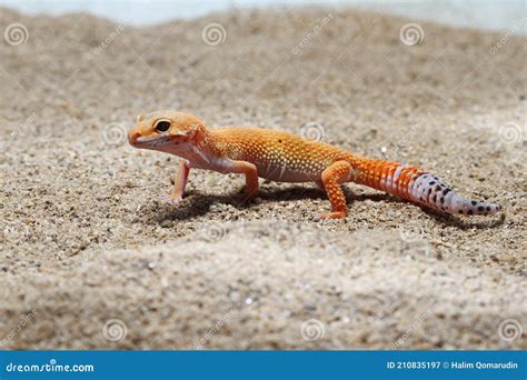 Leopard Gecko On Sand Background Stock Image Image Of Studio Extreme