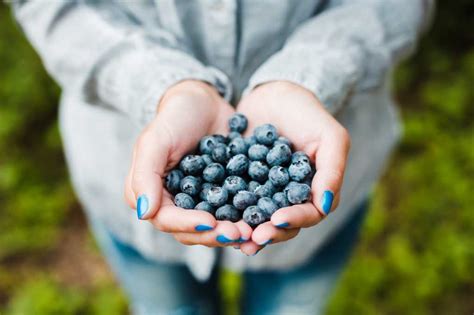 handful  blueberries  nature image  picjumbo