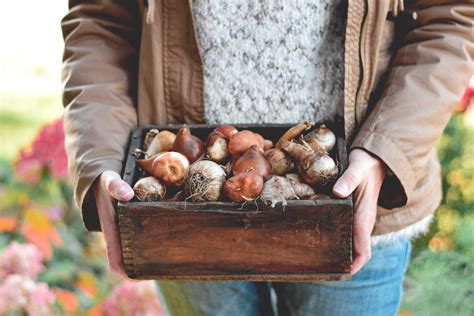 How To Store Flower Bulbs Storables