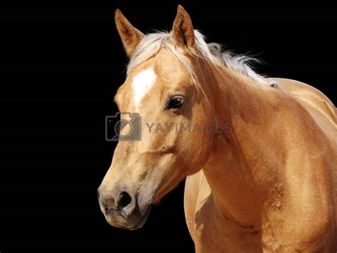 Close-up golden palomino horse by Mirage3 Vectors & Illustrations with ...