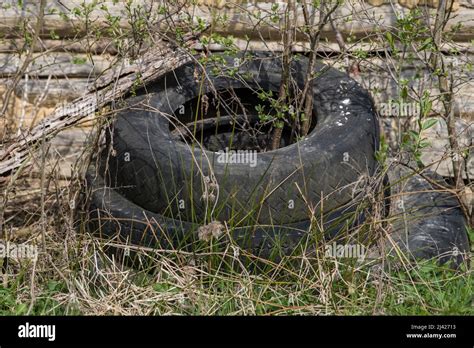 Old Used Rubber Car Tire Discarded On Raw Forest Ecosystem