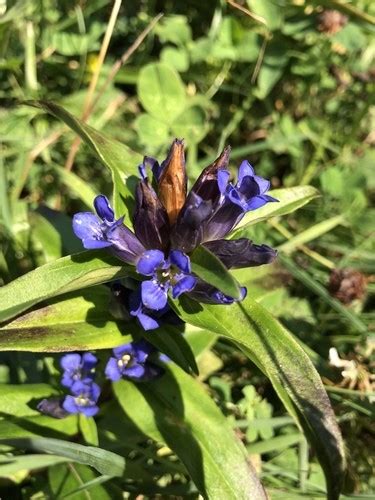 Горечавка крестовидная (Gentiana cruciata) - PictureThis