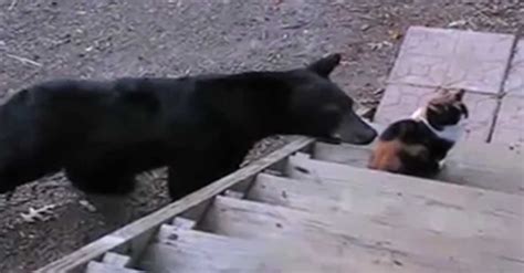 family  bears show    backyard  baby bear