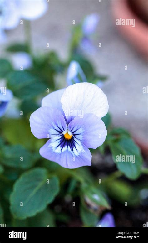 Colorful Pansy Flower Known As Viola Tricolor Var Hortensis Blooms In