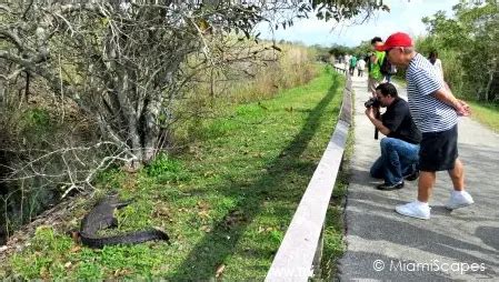 Anhinga Trail at the Everglades