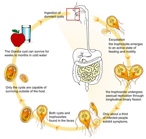 Giardia Lamblia E Giardiasi Sintomi Terapia E Durata Farmaco E Cura