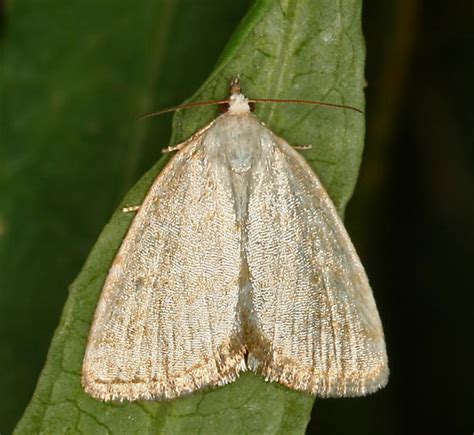 Small White Moth Protodeltote Albidula Bugguidenet