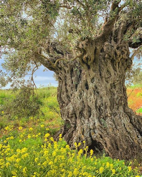 Poetic Relationships Between Farmer & Land—A Story of Palestine's Olive ...