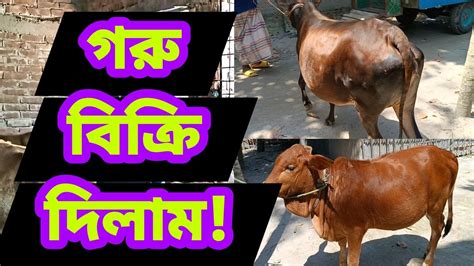 ১টি মোটাতাজা গাভী ও বাছুর বিক্রি দিলাম।। লাভ নাকি লস 🤔 Youtube