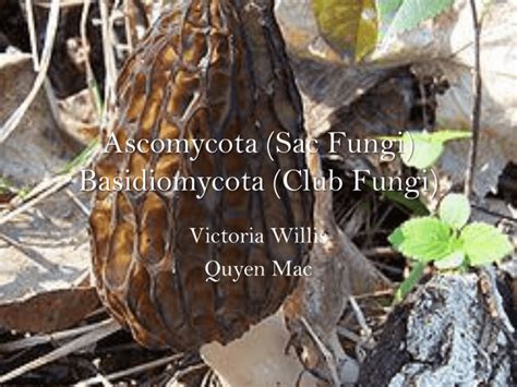 Ascomycota Sac Fungi