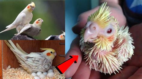 How To Breed Cockatiel In One Day Cokatie Cockatiel Breeding In