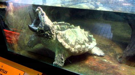 Alligator Snapping Turtle Smithsonian National Zoo Washington Dc