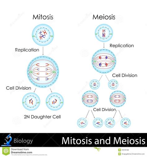 Illustration About Easy To Edit Vector Illustration Of Mitosis And