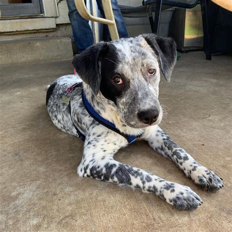 Catahoula Blue Heeler Mix Guide To The Catahoula Heeler