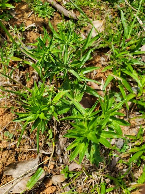 Cilantro Cimarr N Biodiversidad Y Polinizadores Inaturalist