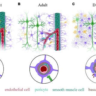 Schematic Illustration Of The Neurovascular Unit Nvu At Various