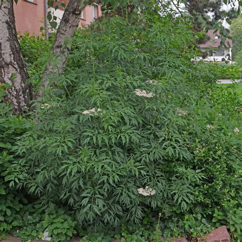 Sambucus Nigra Laciniata