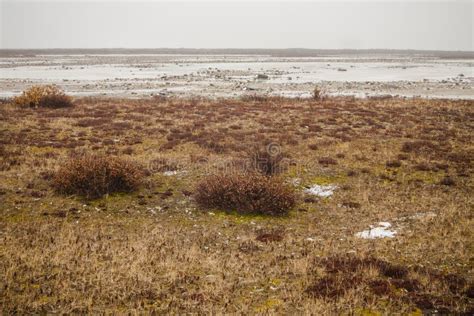 Landscape: Arctic Tundra stock image. Image of cold, bush - 72513135