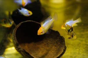 Ram Cichlid • Care Guide (Tank Setup, Mates & Diet)