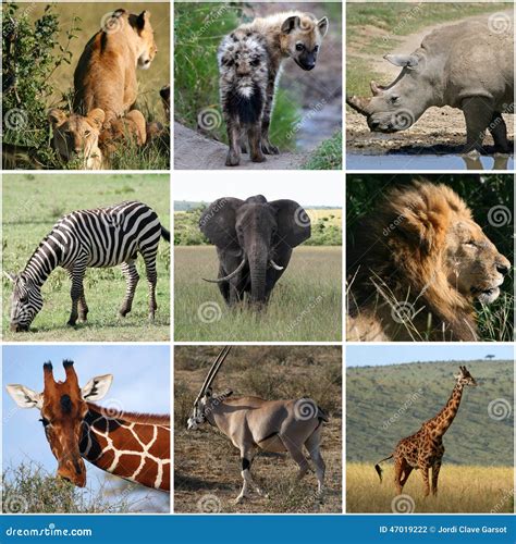 Collage of Wild Animals, Mammals Stock Photo - Image of background ...