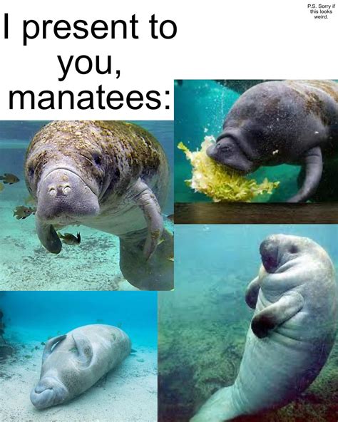 Manatee Meme Birthday