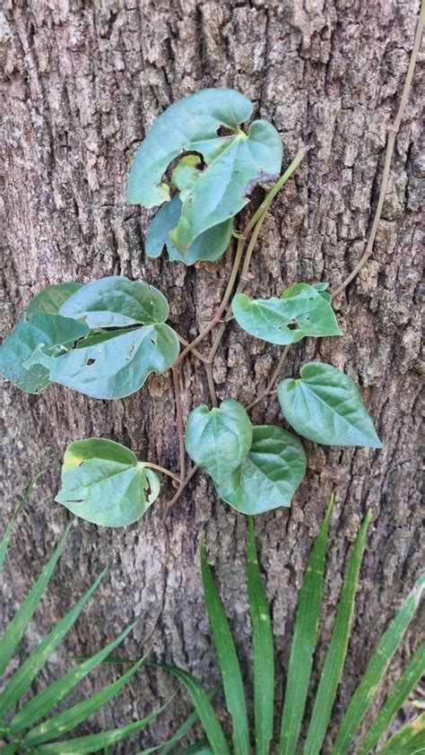 Australian Pepper Vine From Bellthorpe Caboolture Hinterland AU QL