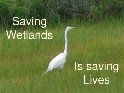 Ppt Saving Wetlands Powerpoint Presentation Free Download Id775333