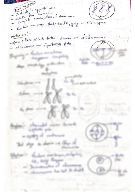 Solution Cell Cycle And Cell Division Cell Functions Class Xi Ncert