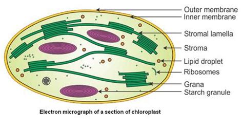 Draw a neat and labelled diagram of chloroplast. What are accessory ...