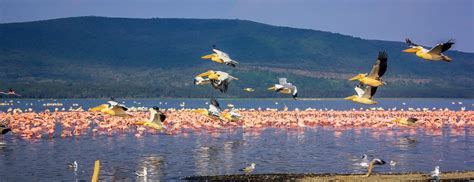 Days Kenya Birding Safari Kenya Safaris Kenya Wildlife Tours