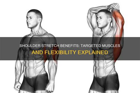 shoulder stretch benefits targeted muscles  flexibility explained