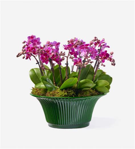 Chinese New Year Flower Guide Which Flowers To Buy Flowerbx