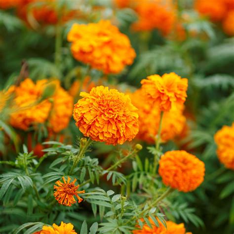 Bulk Marigold Seeds | Buy in Bulk – Bulk Wildflowers