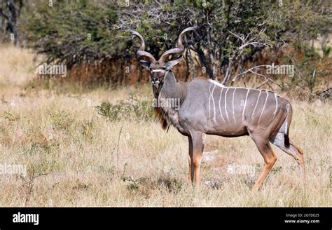 Greater Kudu In Namibia Etosha NP Tragelaphus Strepsiceros Stock