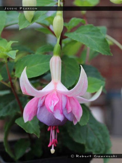 Jessie Pearson - FuchsiaFinder