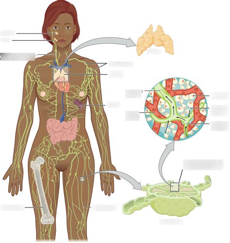 Lymphatic System Diagram Quizlet