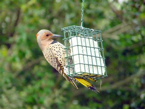 Female Northern Flicker Ironekilz Flickr