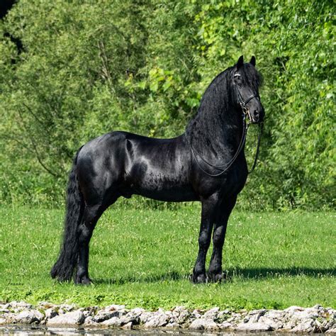 Breed/Discipline | Demonstration of Dutch Friesian | Midwest Horse Fair