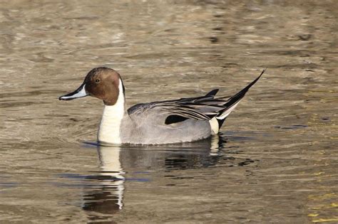 Northern Pintail | BirdForum