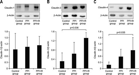 A Western Blot Analysis For Claudin 1 In Each Group There Were No