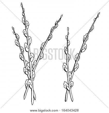 Pussy Willow Graphic Vector Photo Free Trial Bigstock