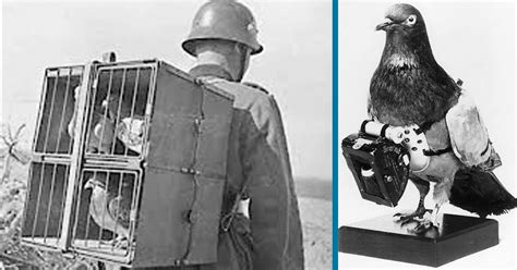 In 1918, A Pigeon Saved The Lives Of 194 American Soldiers - Do You ...