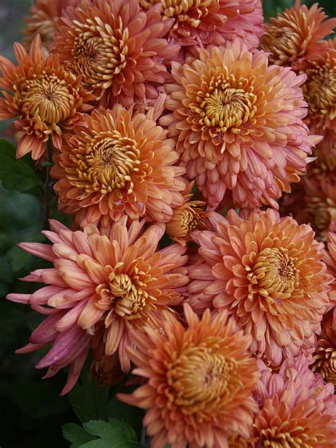 Chrysanthemum Coral Cavalier Bluestone Perennials Flowers