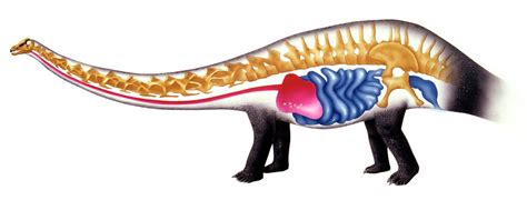 Sauropod Anatomy by Deagostini/uig