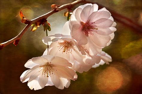 Cherry Blossom Illumination Photograph by Leda Robertson