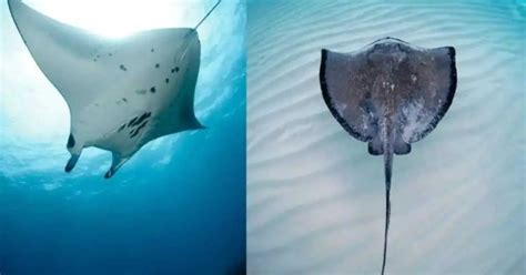 Manta Ray Behavior - AnimalBehaviorCorner