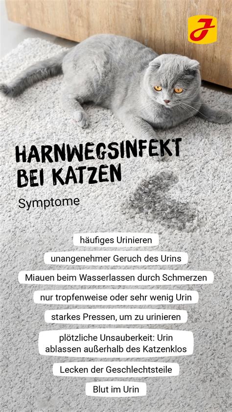 Blasenentz Ndung Bei Deiner Katze Wie Kannst Du Helfen