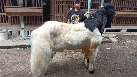 Bongkar Rahasia Perawatan Kambing Kontes Gelung Mas Mbah Lurah Farm