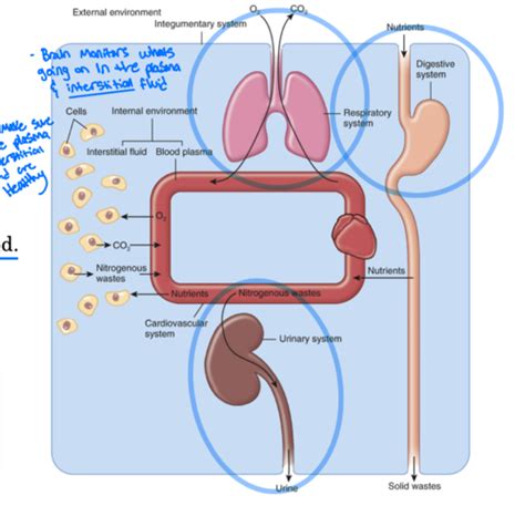 Lab 13 Homeostasis Flashcards Quizlet